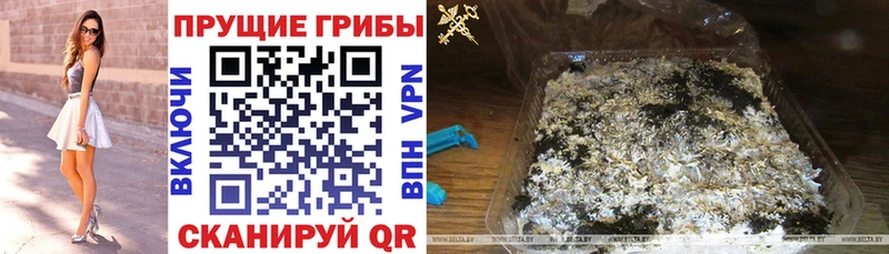 кракен как войти  Шагонар  Псилоцибиновые грибы Psilocybe 
